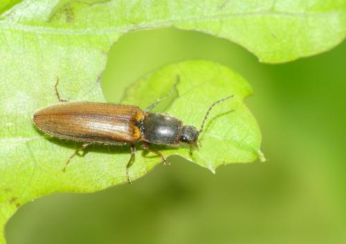 Réf. 228 839 : Athous vittatus